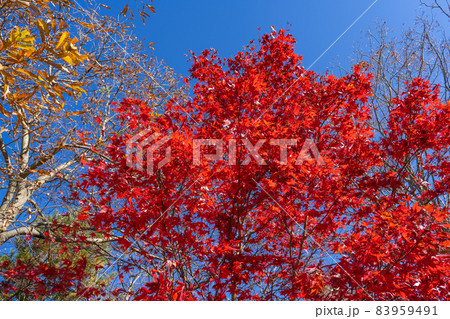 紅葉台入口バス停付近(富士河口湖町) 紅葉台入口バス停付近(富士河口湖町) 83959491