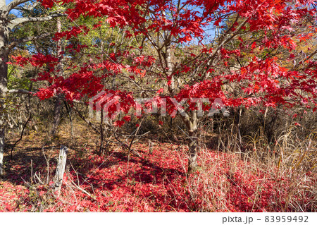 紅葉台入口バス停付近(富士河口湖町) 紅葉台入口バス停付近(富士河口湖町) 83959492