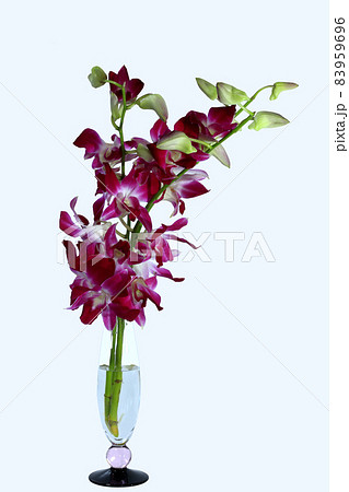 デンファレ 83959696