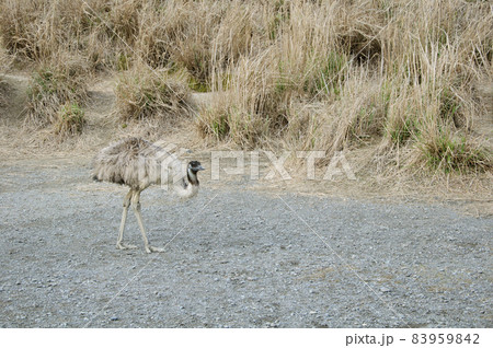 ひとりぼっちのエミュー 83959842