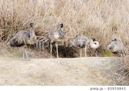 エミューの家族 83959843