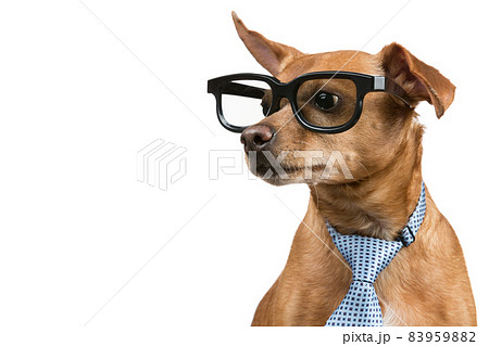 brown dog with a tie and glasses, looking away, as if reading something, on a white background, concept business and finance 83959882