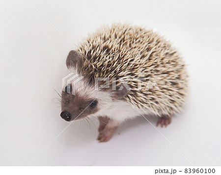 ヨツユビハリネズミ 83960100