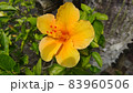 沖永良部島　南国らしい一輪の花 83960506