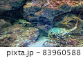 沖縄美ら海水族館　青い巨大伊勢海老 83960588