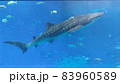 沖縄美ら海水族館　ジンベエザメ 83960589