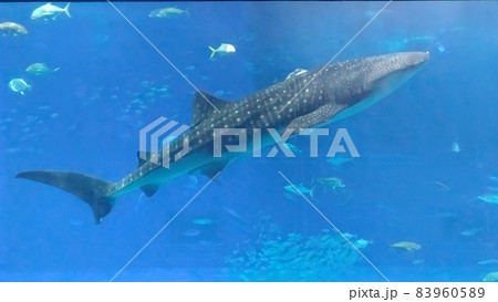 沖縄美ら海水族館　ジンベエザメ 83960589
