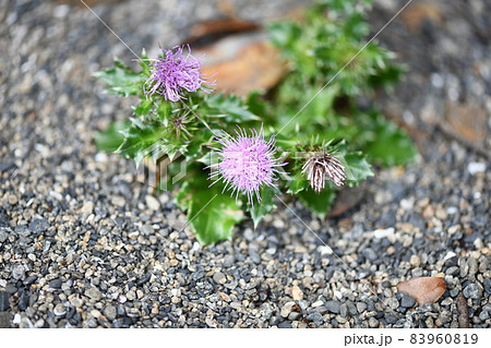 ハマアザミ（浜薊） 83960819