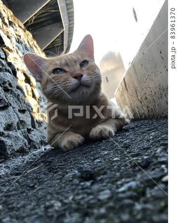 コンクリートに横たわる表情豊かな茶虎の野良猫 83961370