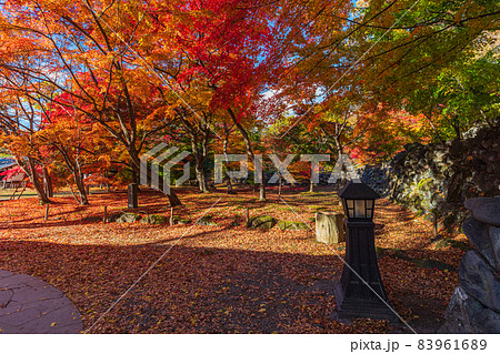 絶景、秋の信州小諸、紅葉の競演、古城跡を赤く染める紅葉 83961689