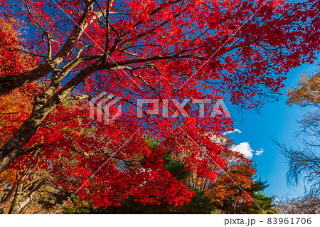 絶景、秋の信州小諸、紅葉の競演、古城跡を赤く染める紅葉 83961706