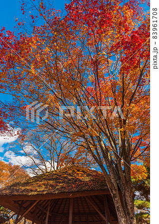 絶景、秋の信州小諸、紅葉の競演、古城跡を赤く染める紅葉 83961708