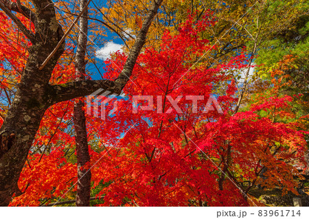 絶景、秋の信州小諸、紅葉の競演、古城跡を赤く染める紅葉 絶景、秋の信州小諸、紅葉の競演、古城跡を赤く染める紅葉 83961714
