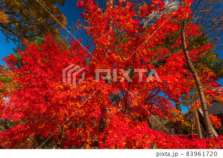 絶景、秋の信州小諸、紅葉の競演、古城跡を赤く染める紅葉 83961720