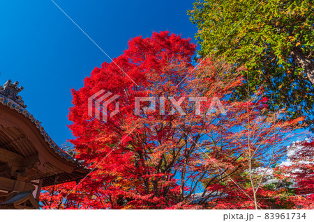 絶景、秋の信州小諸、紅葉の競演、古城跡を赤く染める紅葉 絶景、秋の信州小諸、紅葉の競演、古城跡を赤く染める紅葉 83961734