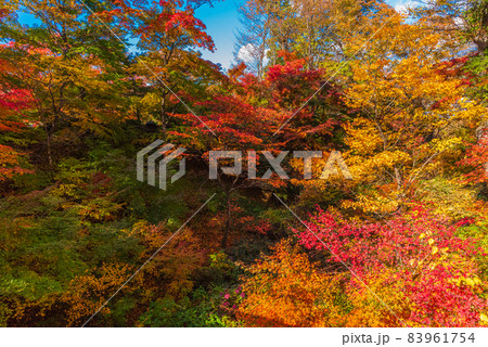 絶景、秋の信州小諸、紅葉の競演、古城跡を赤く染める紅葉 83961754