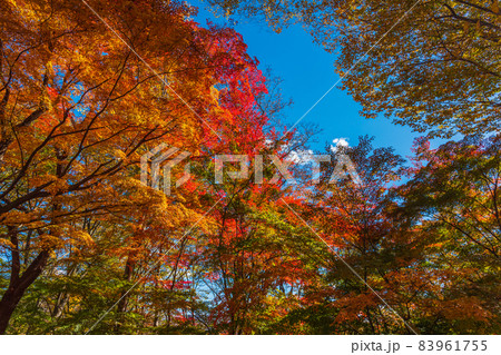 絶景、秋の信州小諸、紅葉の競演、古城跡を赤く染める紅葉 絶景、秋の信州小諸、紅葉の競演、古城跡を赤く染める紅葉 83961755
