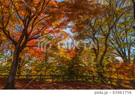 絶景、秋の信州小諸、紅葉の競演、古城跡を赤く染める紅葉 絶景、秋の信州小諸、紅葉の競演、古城跡を赤く染める紅葉 83961756
