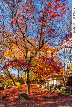 絶景、秋の信州小諸、紅葉の競演、古城跡を赤く染める紅葉 83961762