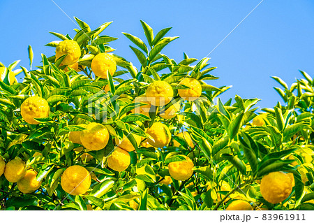 無農薬栽培の柚子 83961911