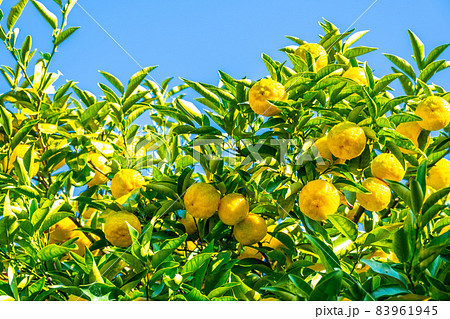 無農薬栽培の柚子 83961945