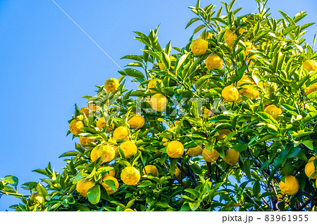 無農薬栽培の柚子 無農薬栽培の柚子 83961955