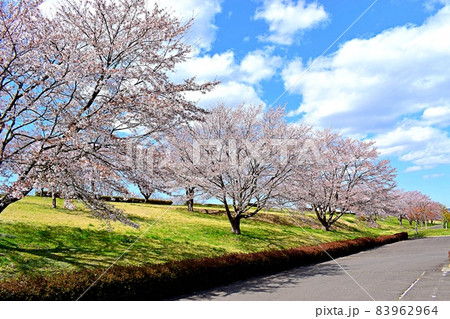 宮城県 角田市 阿武隈川沿いの桜並木 宮城県 角田市 阿武隈川沿いの桜並木 83962964