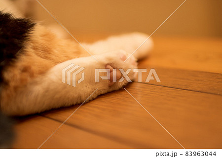三毛猫の左後ろ足のかわいい肉球 三毛猫の左後ろ足のかわいい肉球 83963044
