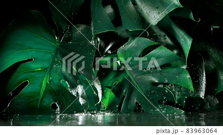 Green monstera leaves with water drops. Green monstera leaves with water drops. 83963064