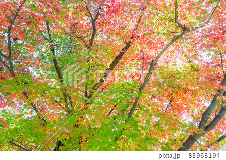 鮮やかに紅葉したカエデ 83963194