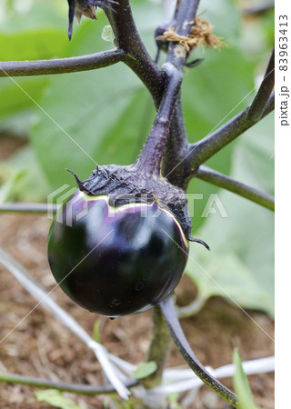 丸ナス 83963413
