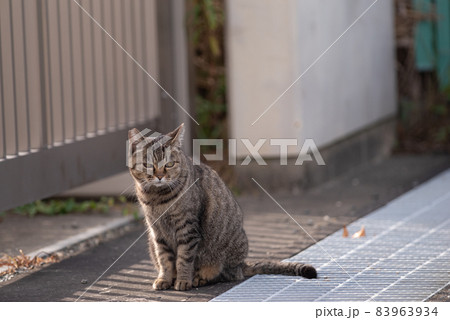 座る猫 キジトラ猫 座る猫 キジトラ猫 83963934