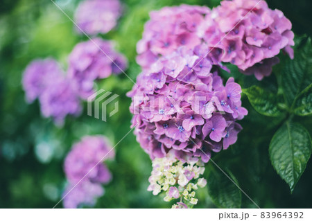 雨の中で咲く美しい雫を蓄えた梅雨 雨季 の花 紫陽花 アジサイ の写真素材