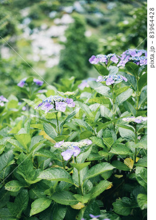 雨の中で咲く美しい雫を蓄えた梅雨 雨季 の花 紫陽花 アジサイ の写真素材