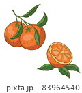 Vector set of fresh ripe oranges with leaves. 83964540