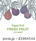 Fig banner template set. Fruit vertical design collection. Engraved style illustration. Vector illustration 83964544