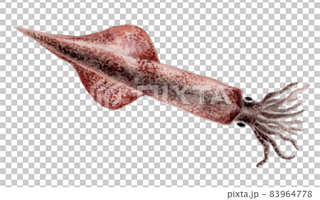 魷魚手繪水彩 83964778