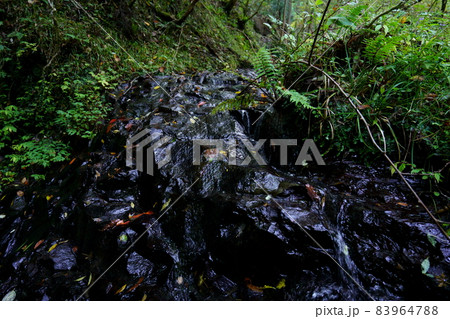 森の湧水 森の湧水 83964788