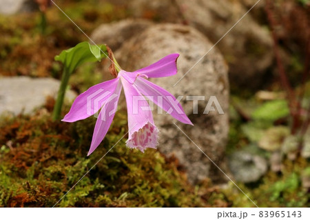 タイリントキソウ 大輪朱鷺草 山野草 蘭 ピンク色の花の写真素材