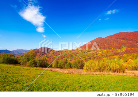 autumnal landscape in carpathian mountains. trees in colorful foliage on a grassy hills rolling in to the distant ridge. beautiful scenery on a warm sunny day with clouds on the sky autumnal landscape in carpathian mountains. trees in colorful foliage on a grassy hills rolling in to the distant ridge. beautiful scenery on a warm sunny day with clouds on the sky 83965194