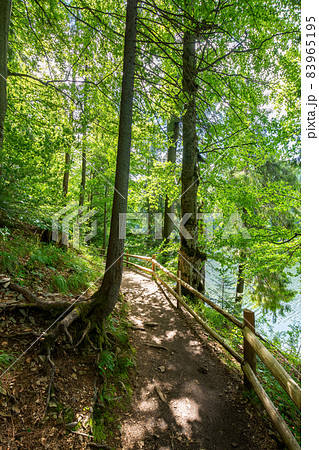 path through park. beautiful nature scenery in summertime. wonderful sunny weather. great day for a walk 83965195