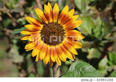 秋の公園に咲く黄色と赤の複色のひまわりの花 83965288