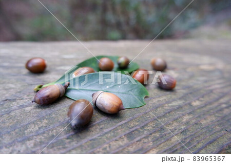 秋の収穫物　ドングリ 83965367