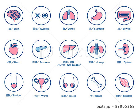 人間の内臓器官　アイコンセット　3色 83965368