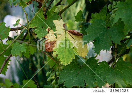 Diseased shoots, inflorescences and berries look like they are showered with ash, which smells like Diseased shoots, inflorescences and berries look like they are showered with ash, which smells like 83965528
