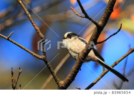 秋の東高根森林公園のエナガ 83965654