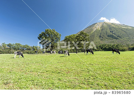 大山 で放牧中の牛たち（大山まきばみるくの里付近） 83965680