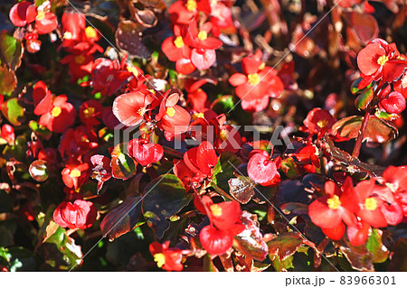 ベゴニア(センパフローレンス) ベゴニア(センパフローレンス) 83966301