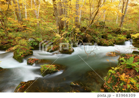 青森県十和田市奥瀬　紅葉の奥入瀬渓流の水の流れ 83966309