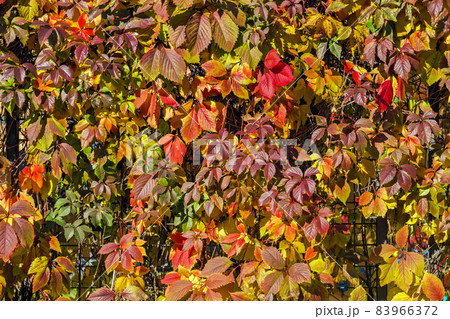Colorful leaves of wild grapes in sunlight Colorful leaves of wild grapes in sunlight 83966372